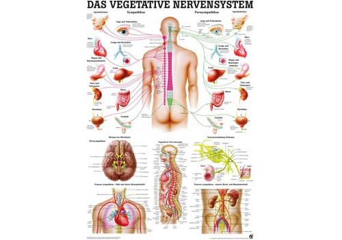 RDIGER Mini-Poster laminiert Vegetative Nervensystem 23 x 33  de
