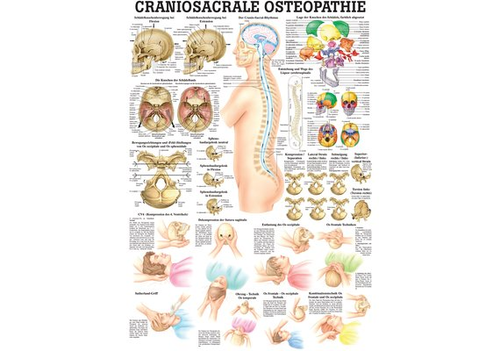 RDIGER Mini-Poster Craniosacrale Osteopathie 23 x 33  de