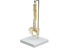 RÜDIGER Wirbelsäule mini