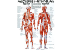 RÜDIGER Mini-Poster laminiert Physio IV 23 x 33  de