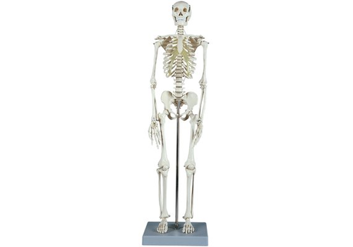 RDIGER Skelett mini mit Muskelbemalung