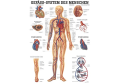 RÜDIGER Lehrtafel laminiert Gefässsystem 70 x...