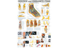 RÜDIGER Lehrtafel laminiert Gesunde und erkrankte...