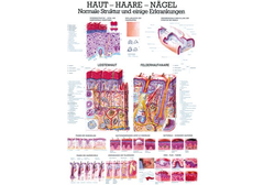 RÜDIGER Lehrtafel laminiert Haut - Haare -...