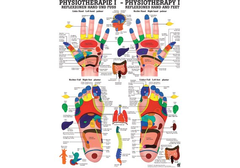 RÜDIGER Poster laminiert Physio I 50 x 70  de